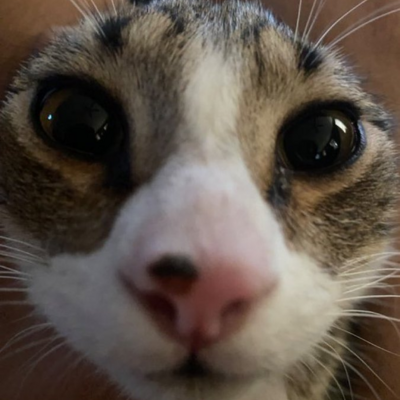 Avatar for niszogen
